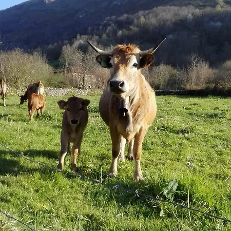 埃尔吕康恩坎塔公寓酒店 公寓